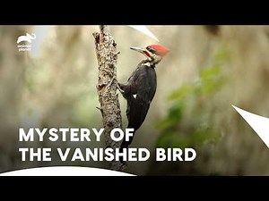 Forrest Galante Chasing Evidence of Ivory-Billed Woodpecker | Extinct Or Alive S2 E1 | Animal Planet