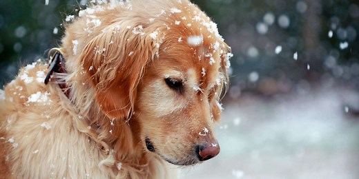 Recognizing the Dangerous Signs of Hypothermia in Dogs