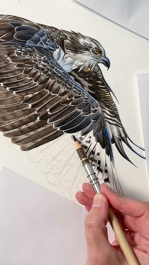 Here’s a little glimpse into the process of my recently finished osprey drawing (coloured pencil). He’s been very enjoyable and rewarding to draw and I’ve seen some fantastic results from my students too - even complete beginners! Those feathers may look intimidating at first, but once you get into the flow, they’re really enjoyable. (Available now as a full class/tutorial) ✍🏻🦅 (Original sold | Prints on website) #wildlifeart #wildlifeartist #wildlifedrawing #birdart #birdartist #birddrawing #