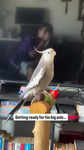 2 Tiels 1 Perch | Sometimes it’s all in the prep work. A big heart wing is a must. #cockatiels #cockatiel #parrot #funnyanimals #bird #funny... | Instagram