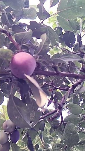 ‪@-earth.plants-animals‬ Prunus domestica var insititia,European plum,kumbulla gjatore🍃