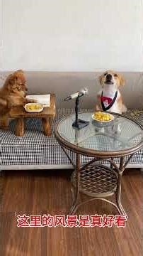 Liking Degree Incentive Program Dog's Big Windmill Animal's Mysterious Behavior Drama Dog