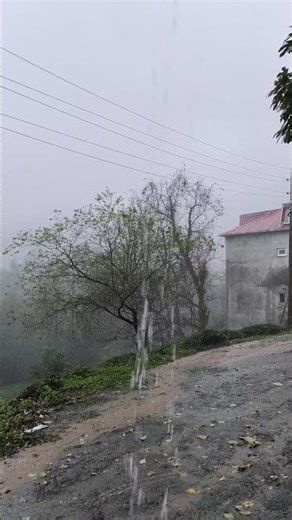 Cold Rain Ambience 🌧️ Foggy Day for Relaxation & Deep Calm #relaxingsounds #deepcalm #nature #relax