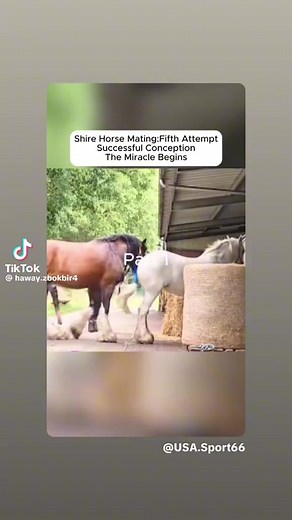 Shire Horse Breeding Biology Explained