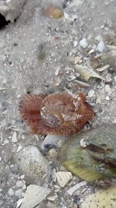 59 reactions | Shelling Kice Island never disappoints. Everyday is a new day on the water exploring in the Ten Thousand Islands.  Come shell with us let us help you find the Shell of a Lifetime™️  Photo by : Shell Guide  Only Collect Empty Shells  #tours #onthegotours #shoregoodsmarcoisland #reels #reelsvideo❤️ | Treasure Seekers Shell Tours | Facebook