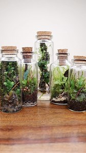Tiny Terrariums #tiny #terrarium #terrariums | The Urban Nemophilist