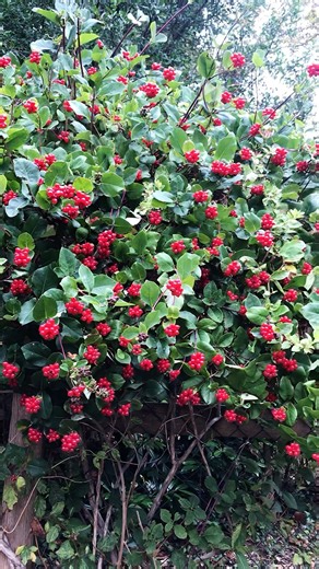 Red ruby bush