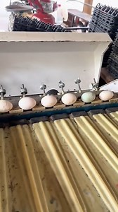 Egg Sorting Machine So Satisfying to Watch | Outdoor Revival