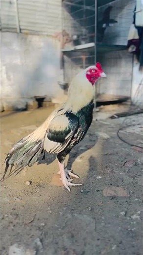 JAWA BIRDS QAWALTI #mianwaliaseels #aseel #birds