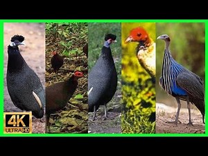 Angola chicken! meet the TOP 05 D´ANGOLA CHICKENS you've never seen!