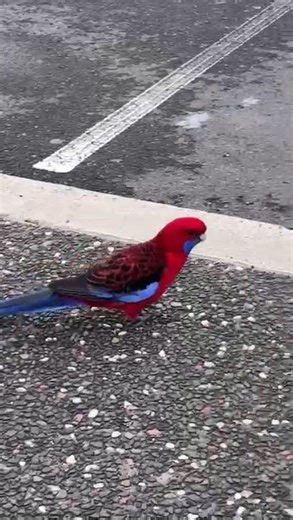 Nature’s Masterpiece: The Vibrant Crimson Parrot in 4K 🇦🇺
