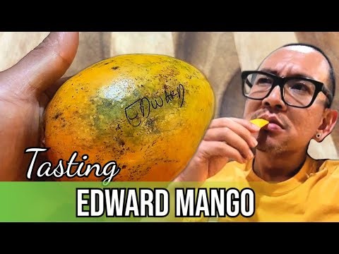 First Taste of Edward Mango
