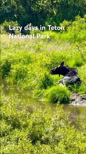 Lazy moose in Cascade Canyon at Grand Teton National Park