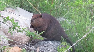 38K views · 7.8K reactions | Today’s beaver video is from June or July. It features a hungry beaver eating on the rocks just below Shakespeare on the Saskatchewan in Saskatoon. Then he grabbed some take out dinner and headed into the river to dine. #beavers #saskatoon #wildlife | Mike’s photos and videos of beavers | Facebook