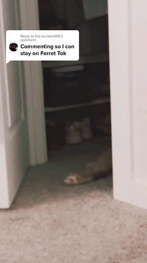 Replying to @the.accident05 welcome to the chaos 😂🦦🦦🤍 #ferretsoftiktok #ferret #ferrettok #ferretlove #babyanimals #ferretvideos #animalsoftiktok
