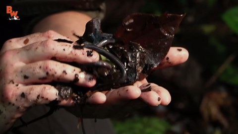 The Strange Creature That Isn’t What It Seems