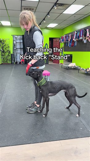 Teaching Dogs the Kick Back Stand for Obedience