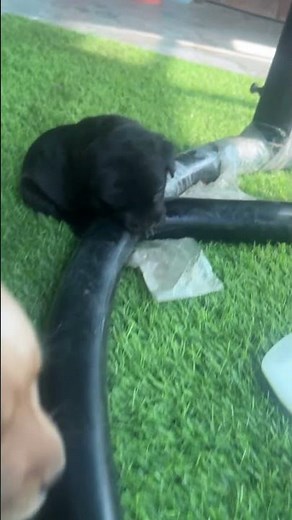 Newborn Puppies Playing for the First Time 🐾 | Cutest Video Ever!