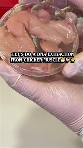Biovision on Instagram: "Let’s do a DNA extraction from chicken muscle. 🐣🐥🐔🐓🍗"