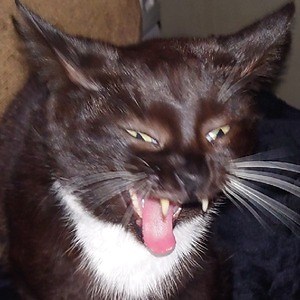 TFFRedemption - Twitch