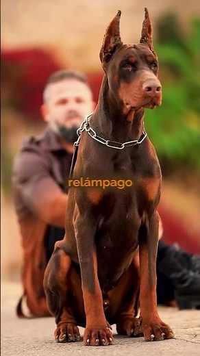 Les 5 chiens les plus rapides et les plus forts : classement