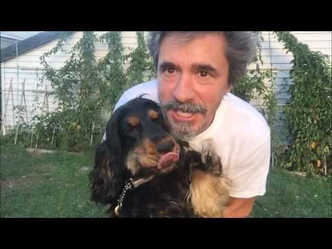 Train Dog To Climb Ladder..Easy Way with No food