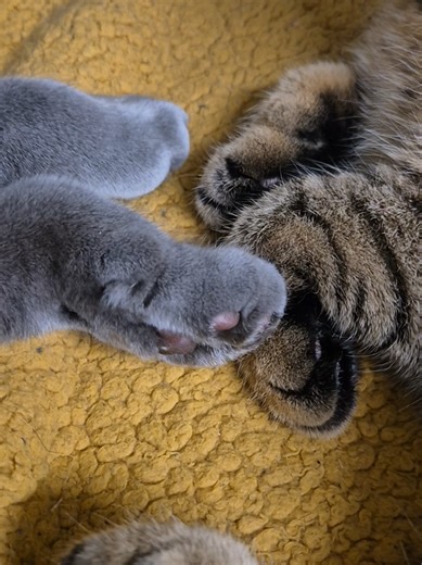 they love eachother 🫶🐾 #britishshorthair #kittens #cute #sothisislove #catlover