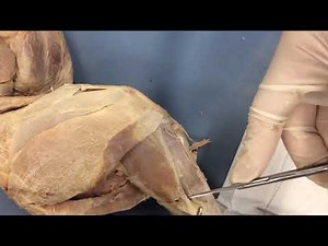 Cat: Leg 8 - Calf muscle dissection