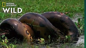 Anaconda Mp3 & Mp4 Download - clip.africa.com