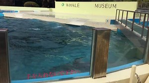 235K views · 1.3K reactions | Steve Backshall on Reels | Facebook