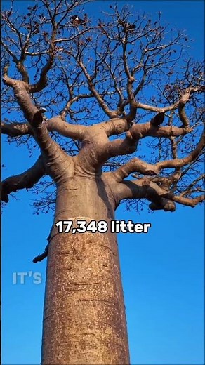Baobab: The Upside-Down Tree with Incredible Secrets! #nature #facts