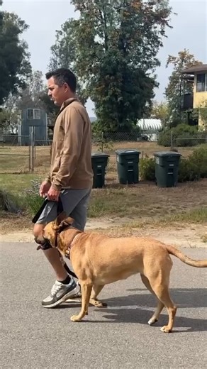 1.6K reactions · 94 shares | You don’t need treats or prongs to train leash walking. Turns and stops with the right timing are generally good enough to get you 50-80% better walks. | Beckman's Dog Training | Facebook
