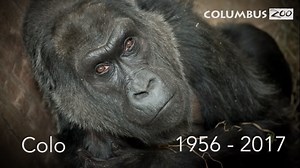 A Touching Tribute to Colo, The First Gorilla in the World to Be Born Into Species Preserving Captivity