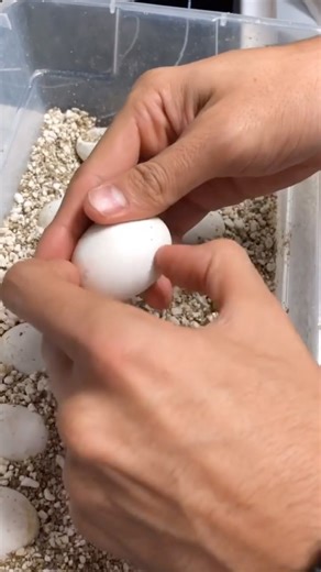 766K views · 36K reactions | Hatching baby tegus at @tikisgeckos 年 they are just one of the amazing vendors that will be at the up coming Reptile Super Show this June 29-30 in Pomona CA! Don’t miss out! #reptile #lizard #tegu #egg #egghatching #nature #wildlife #reptileshow #reptilesupershow #reels | Reptile Super Show | Facebook