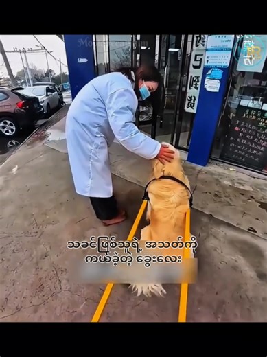 ခွေးလေးရဲ့အနုပညာ - သခင်ရဲ့အသက်ကယ်လော့