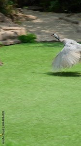 black Guinea fowl. Helmeted guinea fowls feeding on seeds and grass and insects on the gravel road. Agriculture, farming and free range animal husbandry concept.