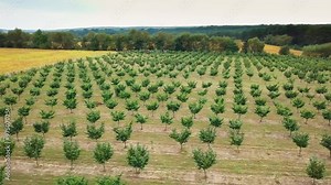 Aerial view. Hazelnut trees rows agriculture cultivation garden. Growing raw ripe hazel nuts fruit hanging on countryside field. Harvest autumn farm time. Healthy natural food, eco-friendly products