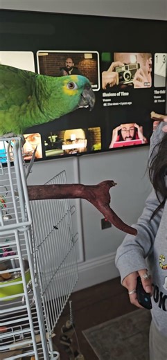 Amazon parrot. Give me my food!🦜🦜🦜🍴🍴🍴