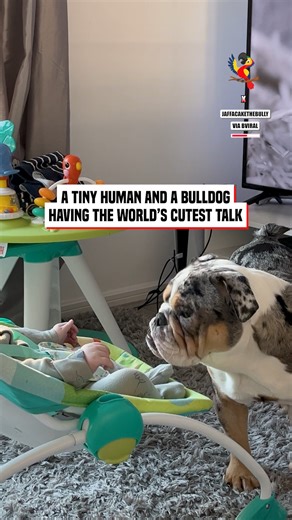 Baby is talking to English Bulldog puppy | The Macaw