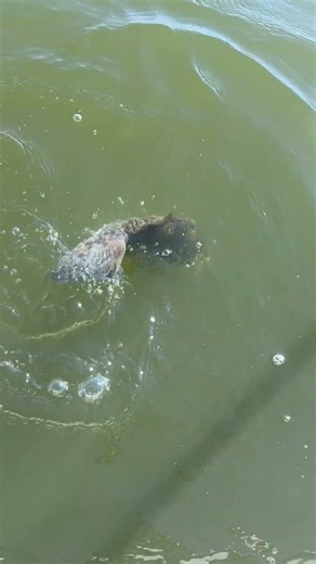 Catch and release always. #bassfishing