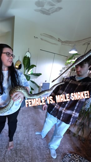 32K views · 669 reactions | Epic Reptile Room & Live Plant Room at the Tomsky's! *WOW* | Brian Barczyk | Facebook