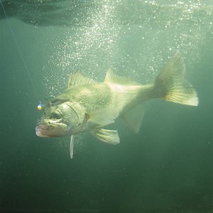 Ice-out - Major League Fishing