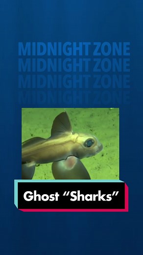 Chimera: The Mysterious Ghost Shark of the Deep Ocean