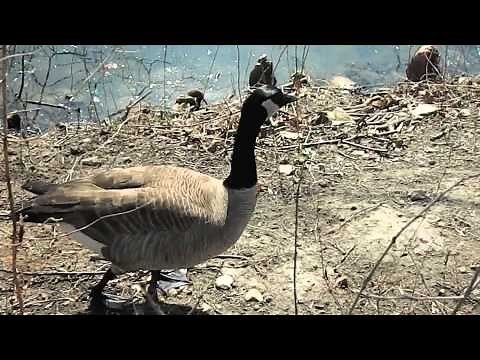 Canadian Goose walking by lake