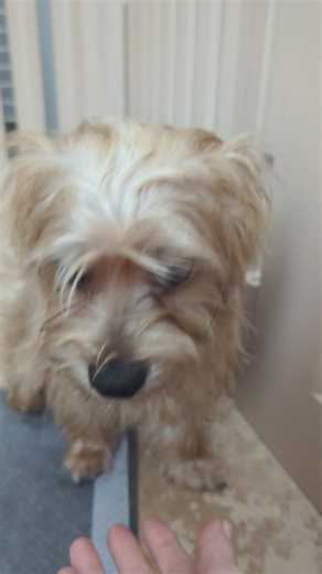 No name yet for this sweetheart but he is realizing life is getting better for him🩵🩵🩵🩵 | Tiny Paws Rescue