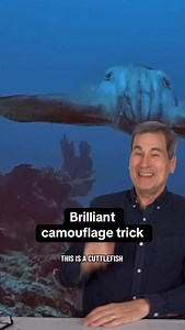 Cuttlefish are masters of disguise 🥸 #cuttlefish #animalbehavior #predatorprey #marineinvertebrates #cephalopod Additional footage: Matteo Santon @save_tonic | NOVA l PBS