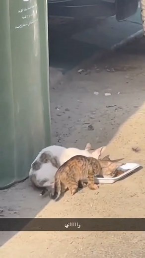 16K views · 20 reactions | ردينا حق القطاوة الي ماعندهم ريول  هذه نسخة من سبايس  الي يقدر يساعد يتواصل مع 97639199 We're back to pawsless cats!!! This one looks exactly like Spice please help  | KARE | Facebook