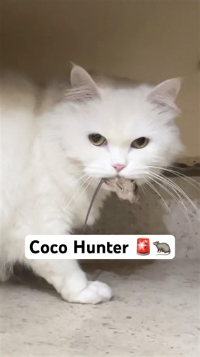 ￼Coco The Hunter 🚨 #shorts #dog #husky #rottweiler