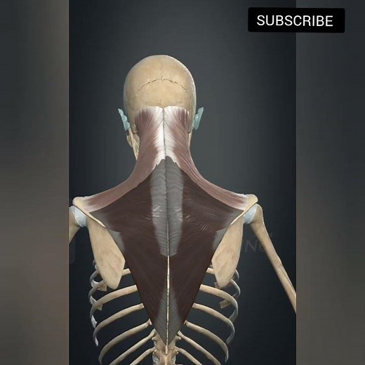 “Anatomy of the Trapezius Muscle”“Structure and Actions of Trapezius”#anatomy #muscle #3d