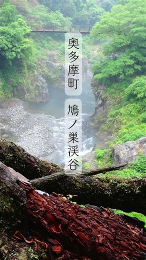 【自然さんぽin多摩】鳩ノ巣渓谷 #鳩ノ巣渓谷 #奥多摩 #多摩 #ハイキング #東京 #春 #雨